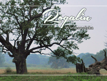 Dęby w Rogalinie