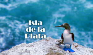Isla de la Plata czyli Galapagos dla ubogich?