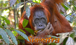Sumatra