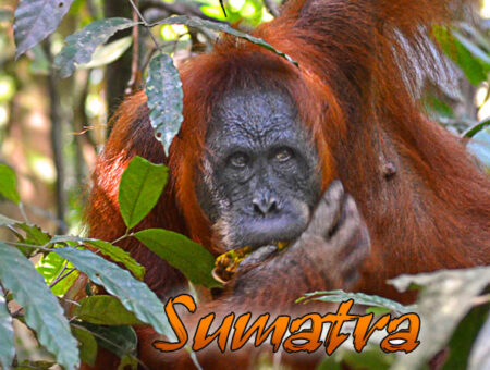 Sumatra