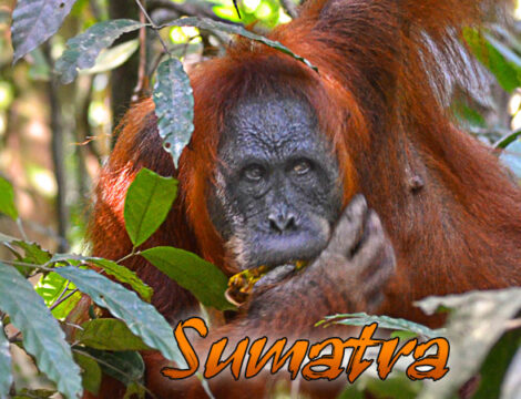Sumatra